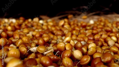 Closeup time lapse of lots of millet seed starting to germinate and moving. Macro view of grains on the first step of life cycle before becoming plants. Growing organic superfood for healthy lifestyle