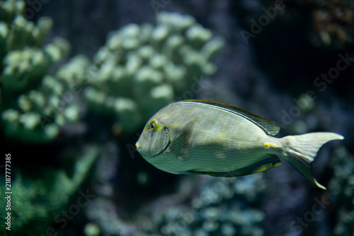 Yellowfin Surgeonfish Swimming in a Tropical Marine Habitat. Yellowfin Surgeonfish Underwater in the Ocean. Yellowfin Surgeonfish in Natural Coral Reef Environment.