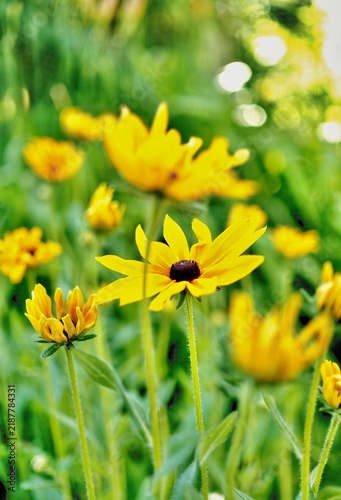 Fotografía Yellow black-eyed susan flowers in a field