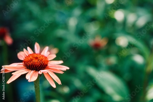 Bild auf Leinwand Pink coneflower echinacea blossom close-up