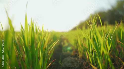 Green wheat stalks swaying in wind. Agricultural business. Time growth fresh herbs. Wheat field. Green stalks of wheat are swaying in wind. Close-up of wheat greenery. Agricultural industry concept.