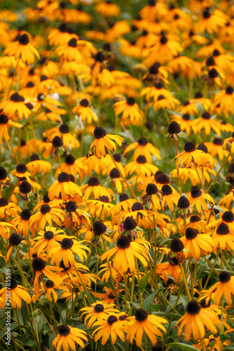 Foto Black-eyed susan flower field close-up