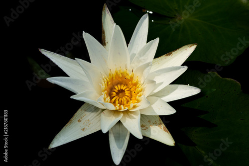 Fotografía White Water Lily, (Nymphaea), Bundang Memorial Park, South Korea