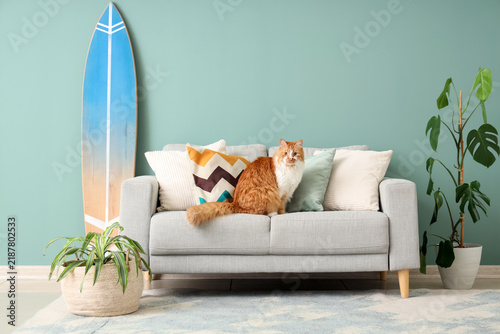 Cute fluffy cat lying on grey couch at home