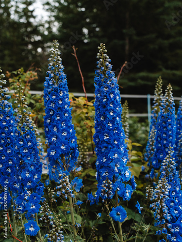 Fotografie blue flowers in the garden