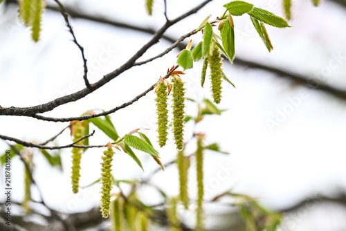 Foto Green carpinus cordata catkins and young leaves close up on a branch in a spring