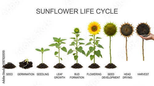 Sunflower life cycle diagram showing stages from seed to harvest