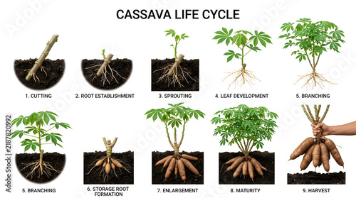 Cassava life cycle illustration showing cutting, root establishment, sprouting, leaf development, branching, storage root formation, enlargement, maturity, and harvest