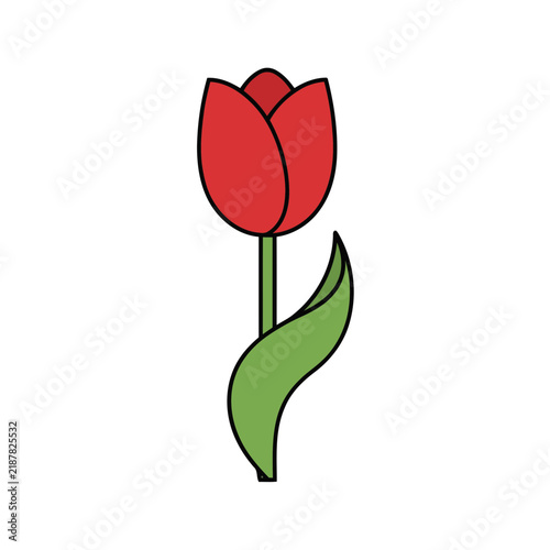 Red Tulip Flower Vector Illustration