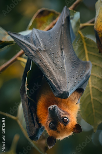 Fruit Bat Hanging Upside Down with Wings Wrapped and Wet Fur
