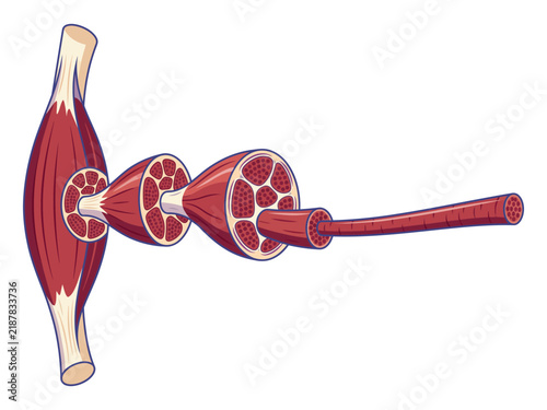 Cross section diagram of skeletal muscle structure hierarchy with muscle anatomy muscle fiber biological hierarchy muscle tissue human body cellular level anatomy lesson medical illustration