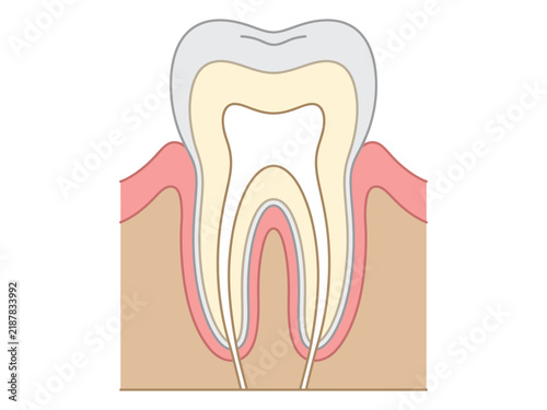 Cross section illustration of a human tooth showing internal anatomy within the gum with dental structure gum tissue root canal dental health oral hygiene tooth diagram medical graphic clinical