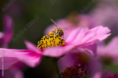 Foto コスモスの蜜を吸うミツバチのクローズアップ
