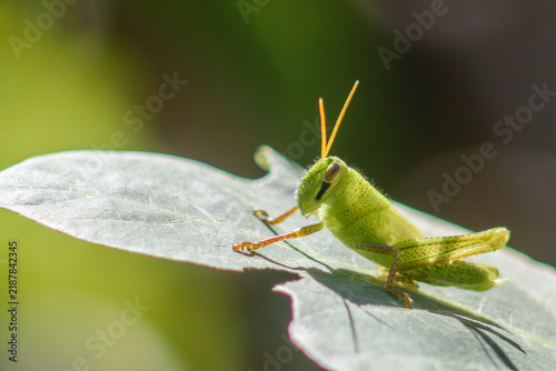 Принти на полотні Grasshopper nymph resting on a pale leaf