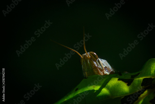 Fotografie Grasshopper resting on a stem in shadow