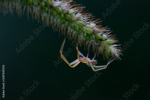 Fotografie Spider resting on a dried grass seed head