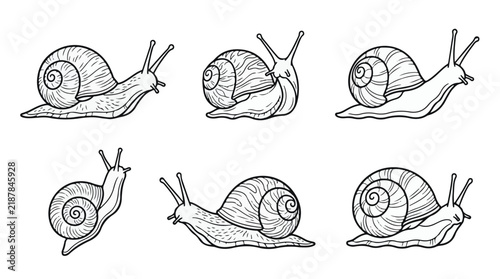 Garden Snail Vector Line Art Set, Crawling Gastropod Wildlife Illustrations
