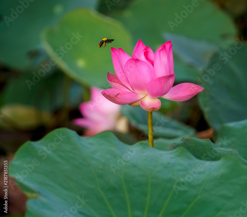 Action shot of a carpenter bee hovering near a fully open pink lotus blossom, highlighting nature, pollination, and vivid floral details in a natural pond habitat.