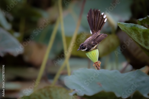 White-throated Fantail - a small wild bird perched gracefully on a lotus seed pod, captured against a soft, blurred natural background.