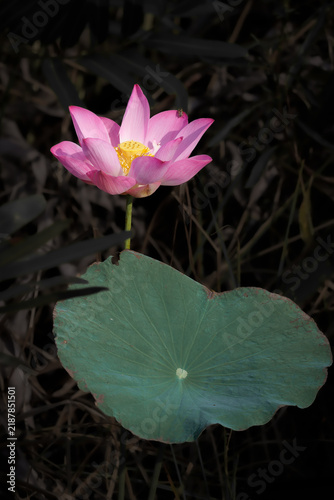 Vibrant pink lotus flower blooming illuminated by sunlight in a pond, surrounded by young flower buds and lush green lily pads