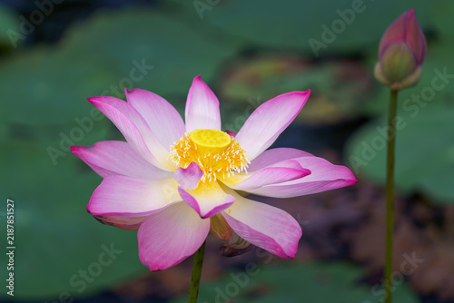 Vibrant pink lotus flower blooming illuminated by sunlight in a pond, surrounded by young flower buds and lush green lily pads