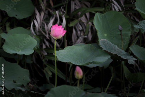 Vibrant pink lotus flower blooming illuminated by sunlight in a pond, surrounded by young flower buds and lush green lily pads