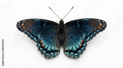 Close-up detailed top view of a dark blue butterfly with intricate patterns butterfly antennae wildlife entomology specimen creature symmetry background isolated delicate pollinator