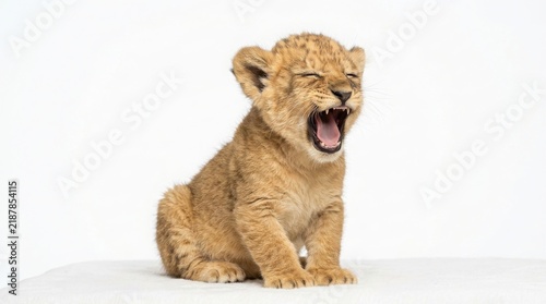 Cute lion cub sitting and yawning against a white background with cute animal baby lion wildlife illustration predator cub small cat adorable mammal young animal safari baby carnivore cub