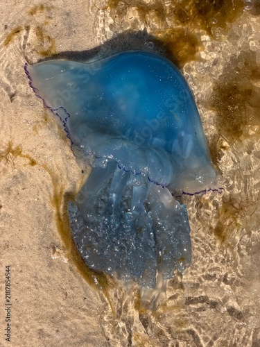 Blaue Qualle