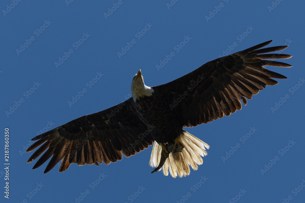 Obraz premium Bald eagle flying with a fish in its talons, seen in the wild in North California