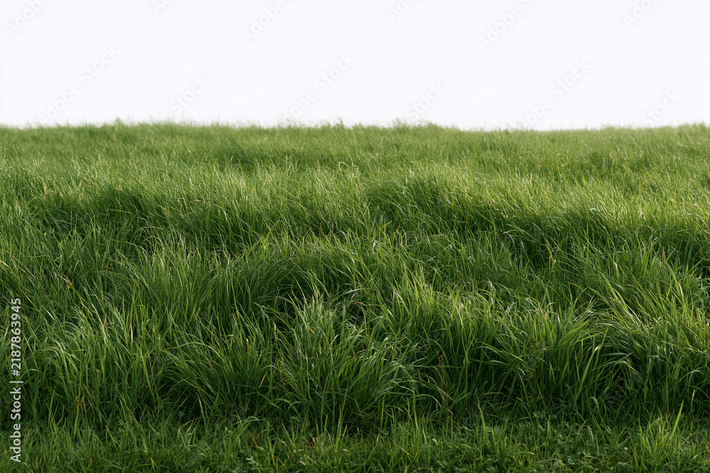 Obraz premium Low angle view of a lush green meadow field with grass under a bright sky outdoors greenery