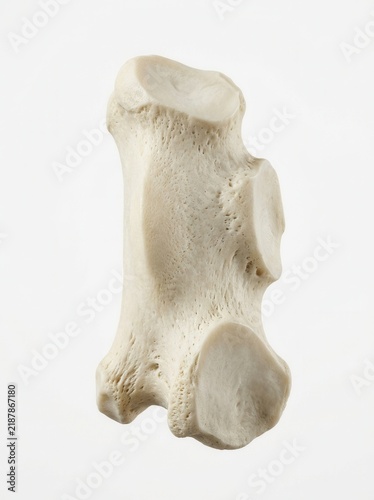 Close Up Of A Single Anatomical Bone Structure