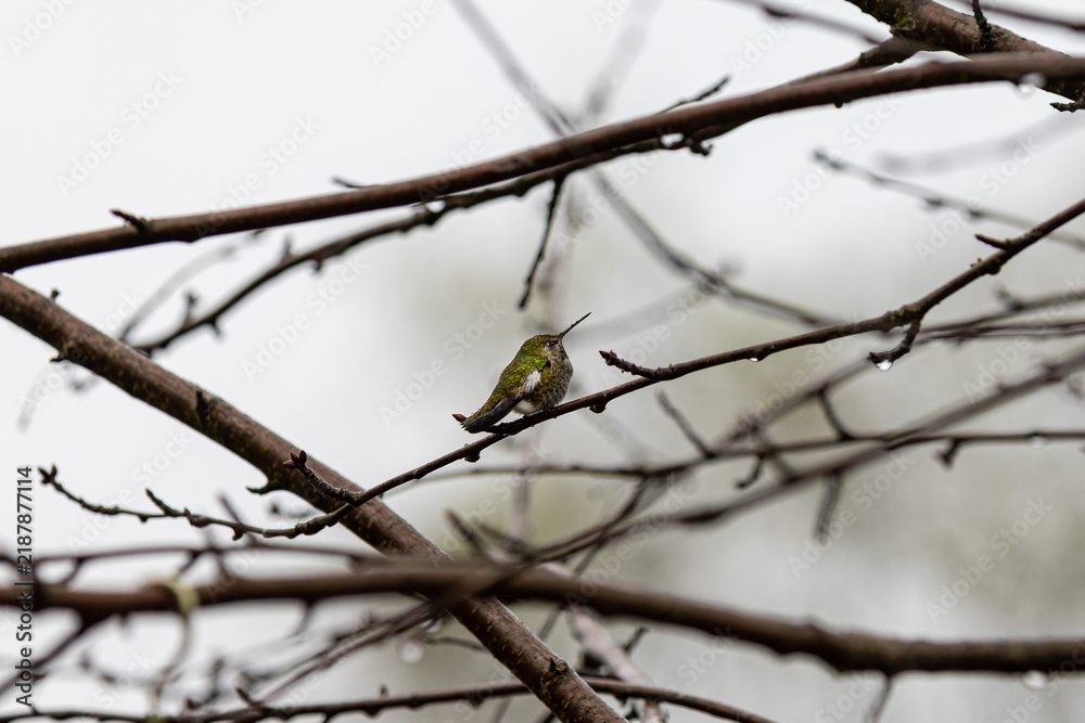 Fototapeta premium Anna’s Hummingbird Perched Among Rain-Dappled Bare Branches