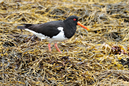 Cuadro en lienzo South Island Oystercatcher