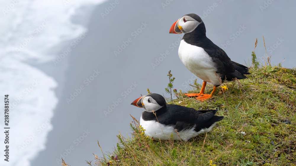 Fototapeta premium Two cute Atlantic puffins stand together at Dyrholaey Viewpoint in Iceland, overlooking Reynisfjara Black Sand Beach and white waves along the shore under a cloudy sky.