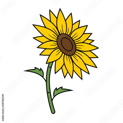 Sunflower illustration