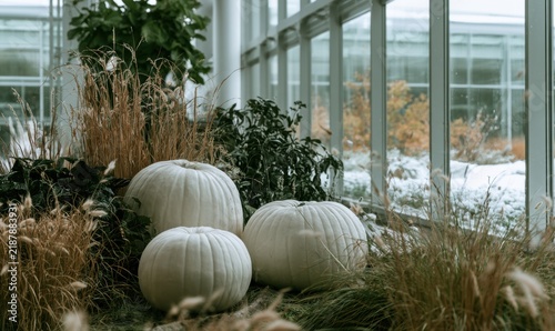 White pumpkins nestled in dry grasses inside a glass greenhouse with snowy outdo