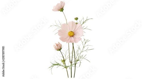 Bild auf Leinwand Delicate pale pink cosmos flowers isolated on transparent background