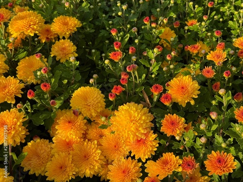Bright yellow chrysanthemums garden mums autumn flowers 