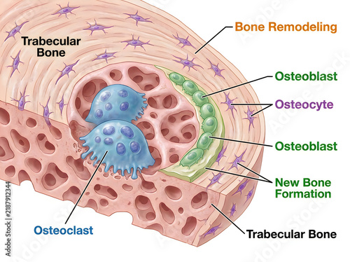 Bone Remodeling Cellular Process Medical Illustration Showing Osteoclast Osteoblast Osteocyte and Trabecular Bone Formation Isolated