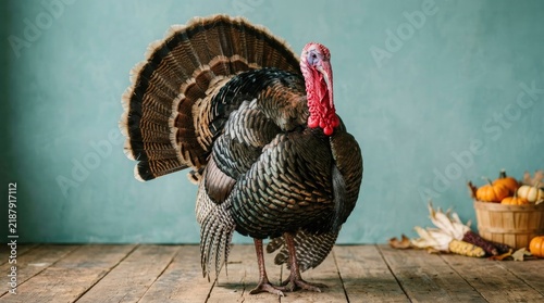 A large male turkey standing on a wooden floor