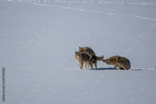 Konstfotografi Three coyotes displaying mating behavior and social dominance on frozen winter g