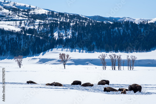 Bild auf Leinwand Herd of American bison wallowing and resting in a snowy valley at Yellowstone Na