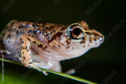 Obraz na plátně Frog perched along a slender green leaf against a dark backdrop