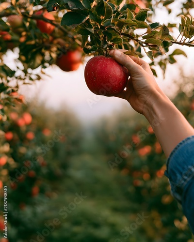POV Reaching to Pick Red Apple in Autumn Orchard.