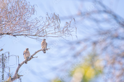Cuadro en lienzo Pair of red-shouldered hawks perched together on a bare cypress branch against a