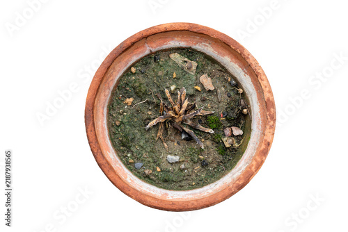 Dried and Dead Succulent Plant in Old Terracotta Pot, Top View.