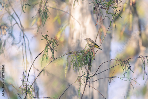 Palm warbler perched on a slender twig amidst dense willow branches