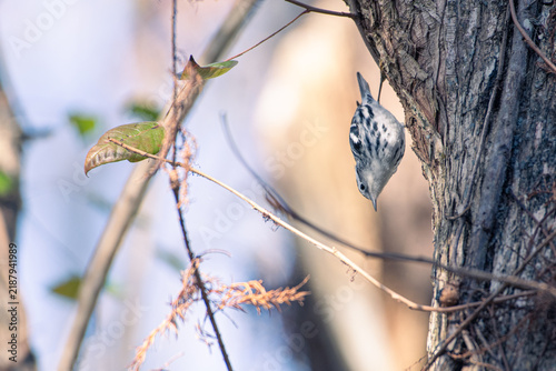 Black-and-white warbler creeping down a vertical tree trunk