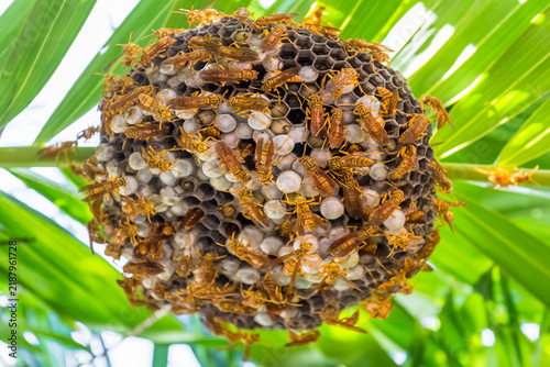Nid de guêpes tropicales 